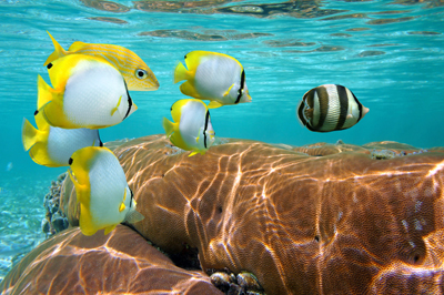 TTobago brain coral and fish