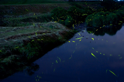 Fireflies