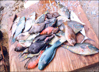 Tobago fresh fish