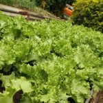 Kariwak fresh lettuce growing, Tobago