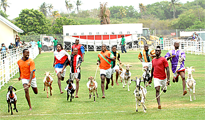 Goat Racing in Tobago